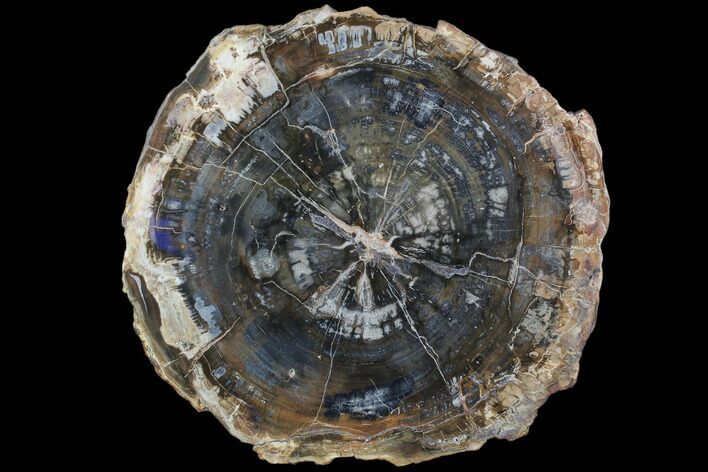 Bargain, Petrified Wood (Araucaria) Round - Madagascar #102435